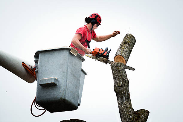 How Our Tree Care Process Works  in  Maury, NC