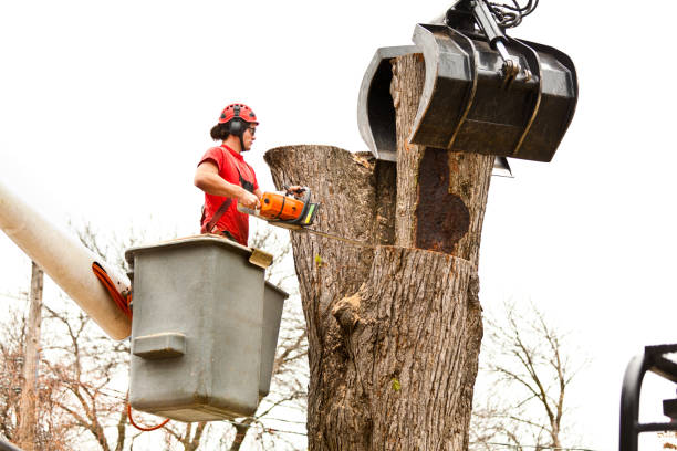 Trusted Maury, NC Tree Care Experts
